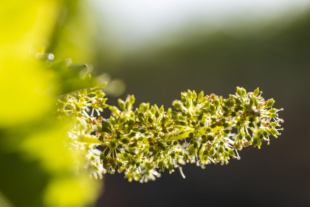 Photo-Vigne-Saint-Maur2 05/21