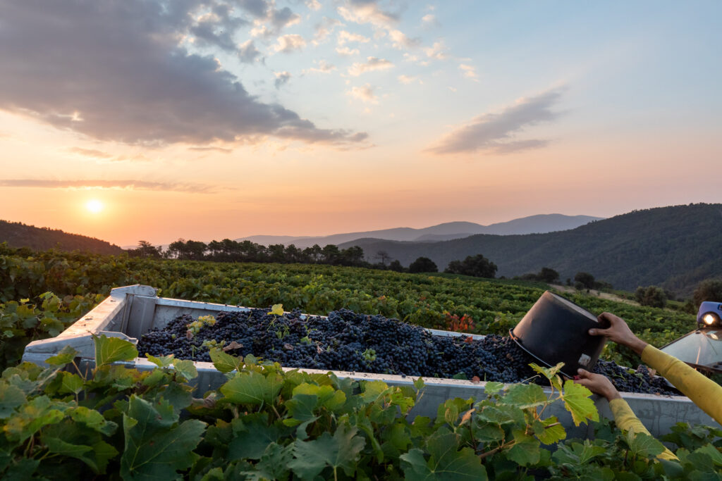 Vendanges St Maur 2020BD 093