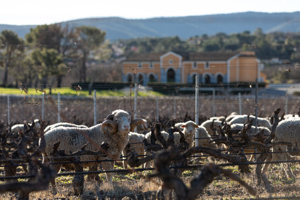 St Maur Moutons HD 010